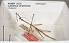 CollectionObject 1559372; 9f1f4bd7-cc3c-4514-9e2d-cd675de77069: copyright ANSP. male, dorsal view (holotype). (CollectionObject).