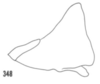 Pygofer, lateral view: (Observation).