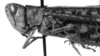 CollectionObject 1533856; 86988fdf-4f69-4ea4-baa7-85a0650a0b69: Image Carbonell, C.S. male head and pronotum, lateral view (syntype). (CollectionObject).