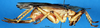 CollectionObject 1537626; 045f25b2-eebd-404a-b65c-e0b6b1315e28: female, lateral view. (CollectionObject).