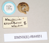 CollectionObject 1562008; 97692831-18a5-4ddc-b2db-6d36049eae30: copyright Natural History Museum, London. female, data labels [round label reversed] of Necroscia erechtheus (syntype). (CollectionObject).;CollectionObject 1562009; 53412c23-1e79-4263-a0de-477be4c94e88: copyright Natural History Museum, London. female, data labels [round label reversed] of Necroscia erechtheus (syntype). (CollectionObject).