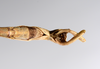 CollectionObject 1557024; 807ad312-522c-41ae-a2e9-14bcc76c50a7: copyright ANSP. male: end of abdomen, ventral view (syntype). (CollectionObject).;CollectionObject 1557025; 9744693e-f103-4e3f-a20e-3ee15e4bff06: copyright ANSP. male of synonym Bostra jugalis: end of abdomen, ventral view (syntype). (CollectionObject).