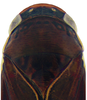 Head on Pseudocostanana rubromarginata (Domahovski & Cavichioli, 2023): Male holotype [DZUP]: head, pronotum and mesonotum, dorsal view. (Observation).