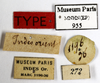 CollectionObject 1587406; MNHN(SF IMPORT DUPLICATE) MNHN-EP-EP955, 4e25b46d-3be6-490c-a0e3-8cfaa61711a6: CC BY-NC-ND 4.0/MNHN - Depraetere Marion - 2014. Type, male, of ustulata Burmeister, 1838. Specimen number: MNHN-EP-EP955. http://coldb.mnhn.fr/catalognumber/mnhn/ep/ep955. (CollectionObject).