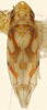 Habitus, dorsal view: Habitus (paratype, KSEM collection). (Observation).