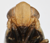 Head: !! display not done !! on Delphacinus mesomela (Boheman, 1850): (Observation).