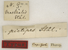 CollectionObject 1529755; 9324df5a-710e-4400-9117-fcb6273dd137: labels (holotype). (CollectionObject).