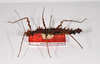 CollectionObject 1560995; 1ec2d0c5-16ae-4cc4-897a-e4e1b00ff803: copyright ZMHB, Berlin. female, lateral view of synonym Pericentrus moewisi (holotype). (CollectionObject).