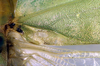 CollectionObject 1500498; ae7554a1-d52f-4b27-9f99-a0a4c860a665: male, base of right tegmen (syntype). (CollectionObject).