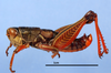 CollectionObject 1524010; 258d7214-e209-4d23-b52c-e4960353defb: male, lateral view (holotype). (CollectionObject).