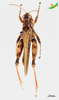 CollectionObject 2249334; Unioeste Cascavel K-1116, e93c1704-d8c4-4274-bdfa-2b65bde66a39: Male, dorsal view. (CollectionObject).