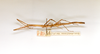 CollectionObject 1561652; 50aed606-c7f6-4de2-9eea-bcad9cf28360: copyright ETHZ. female, lateral view (holotype). (CollectionObject).