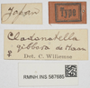 CollectionObject 1577215; NNM 587685, 59738f32-cfd5-495e-887c-53432481948f: female, labels (syntype). (CollectionObject).