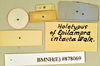 Phlebonotus pallens (Serville, 1831): Holotype, male, labels, reverse. BMNH(E)#878069. (Otu).