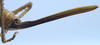 CollectionObject 1516830; 6449a96d-79c6-4da7-9702-c9cb0d4bdc52: female ovipositor (holotype of Conocephalus latifrons). (CollectionObject).