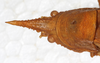 CollectionObject 1576528; a184f736-25c8-4761-803b-8812d12efc46: female, head and pronotum, dorsal view. (CollectionObject).