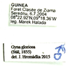 Gyna gloriosa (Stål, 1855): (Otu).