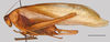 CollectionObject 1585138; 7d6df789-2eac-4852-9238-f8ea3ec94cf2: male, lateral view, scale bar 10 mm. (CollectionObject).