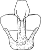 Aedeagus, ventral view: !! display not done !! on Psammotettix sabulicola (Curtis, 1837): Aedeagus, ventral view. (Observation).