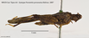 CollectionObject 1572359; 247d74ba-175f-4e21-8aa3-20ea33173345, MNCN64: female, lateral view (lectotype). (CollectionObject).