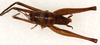 CollectionObject 1499235; 2fdb5a79-ea20-4d47-a592-29bdc6e3b68e: male, dorsal view (holotype). (CollectionObject).