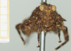 CollectionObject 1517879; 439778c6-42be-41bc-822e-bb57624783ce, NHMUK10924419: male, frontal view (holotype). (CollectionObject).
