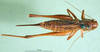 CollectionObject 1502689; bc8a5a50-d4ef-4e11-ba4e-d0aa1a01bc8b: female, dorsal view (paratype of Metrioptera dofleini). (CollectionObject).