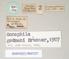 CollectionObject 1559007; NHMUK(SF IMPORT DUPLICATE) 845237, 03dc1acb-4c69-4f66-9360-ba62239e748a: copyright Natural History Museum, London. female, data labels (syntype). (CollectionObject).