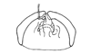Lysacris festae (Giglio-Tos, 1898): Fig. 11. spermatheca base. (Otu).