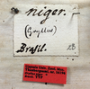 labels (holotype). Depicts CollectionObject 1528223; 50ee5d18-6dee-4d9d-b496-02876055077d, a CollectionObject.