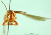 CollectionObject 1568781; bd7c19f3-e5be-4c4e-9c68-6afc09ce197e: male, frontal view (paralectotype of Tristria musanae). (CollectionObject).