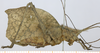 female, lateral view. Depicts CollectionObject 1573314; 4e11635d-a53b-4ae0-9f82-2983241bf39b, MLPMLP-OR-3024, a CollectionObject.