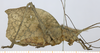 CollectionObject 1573314; 4e11635d-a53b-4ae0-9f82-2983241bf39b, MLP-OR-3024: female, lateral view. (CollectionObject).