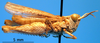 CollectionObject 1502322; 78262cea-11b5-4ba6-ae80-01b1edd90c6b, DORSA SAnotsahS04: male, lateral view (syntype). (CollectionObject).