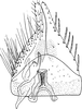 Subgenital plate: !! display not done !! on Macrosteles sexnotatus (Fallén, 1806): Subgenital plate. (Observation).