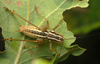 male nymph (Bosnia and Herzegovina, Cincar Mts.). Depicts CollectionObject 1577485; 0e24d6f5-30db-4f70-b246-f9252c7f4567, a CollectionObject.