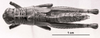CollectionObject 1523988; 9f9cf9cc-05f4-4f94-90f0-f620e63a4fcb: Image C.S. Carbonell. female, dorsal view (holotype). (CollectionObject).