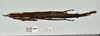 CollectionObject 1598195; c1d630a7-cb30-41a8-9955-a5c88c837715: copyright QM. female, dorsal view (paratype). (CollectionObject).;CollectionObject 1598196; 92134e30-9cd1-46d1-8eda-fc8d0a34f9dd: copyright QM. female, dorsal view (paratype). (CollectionObject).