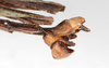 CollectionObject 1558657; 133da2a3-3d44-4789-86e5-4671977f2951: copyright NMW, Vienna. male: end of abdomen, lateral view (syntype). (CollectionObject).;CollectionObject 1558658; d4fb1899-121f-4e8d-be5e-b67e32f58e28: copyright NMW, Vienna. male: end of abdomen, lateral view (syntype). (CollectionObject).