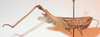 CollectionObject 1543677; a73d2799-d4d5-4f91-9f57-8b6d89fdb6c5: female, lateral view (lectoallotype). (CollectionObject).