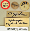 Apsidopis oxyptera (Walker, 1868): Holotype, unsexed, labels. BMNH(E)#878056. (Otu).