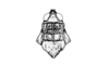 Aucacris eumera Hebard, 1929: Fig. 7. male, head and pronotum, dorsal view. (Otu).