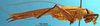 CollectionObject 1505405; fad9972a-8e1a-432b-98b6-b837cefd440d: male, lateral view. (CollectionObject).