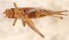 CollectionObject 1522928; 2d5086a0-fdd2-44d7-968e-1ddac0c9c44d: female, ventral view (holotype). (CollectionObject).