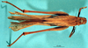 CollectionObject 1520844; b6af3678-d2c7-41c9-a5bd-88aa4feec235: female, dorsal view (holotype). (CollectionObject).