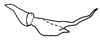 Stylus on Pseudocostanana flavina (DeLong & Freytag, 1972): Male: style, lateral view. (Observation).