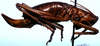 CollectionObject 1507293; f41d3058-bd33-464e-8356-98d739c5feb7: female, lateral view (holotype). (CollectionObject).