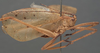 CollectionObject 1505748; 78f03c64-f318-4cbd-86f8-708f1d8849ff: male habitus, lateral view (syntype). (CollectionObject).;CollectionObject 1505749; 992b8a0b-1945-480a-b4d7-1a5a2b35fd26: male habitus, lateral view (syntype). (CollectionObject).