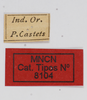 CollectionObject 1477321; 5c5ec4ce-2e29-4083-b47d-6fd573fb80ae: labels (syntype). (CollectionObject).