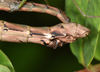 copyright Paul D. Brock. female: end of abdomen, lateral view. Culture stock ex. Vietnam: Nui Chua NP. Depicts Nuichua rabaeyae Bresseel & Constant, 2018, an Otu.